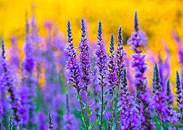 《马里奥赛车8：豪华版》平衡调整 轻型车手获强化