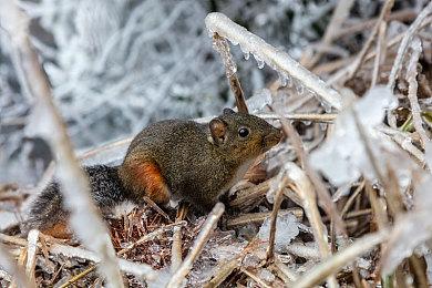 《地平线：零之曙光重制版》PS5 Pro实机演示视频