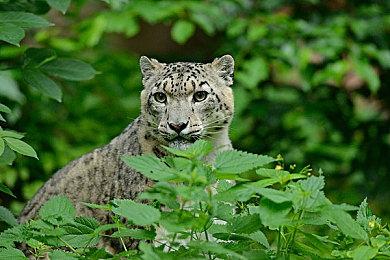 《人中之龙８外传》引领吾朗海盗团，以成为传奇海盗团为目标开展航海